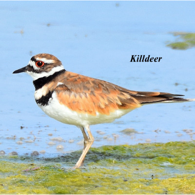 Killdeer